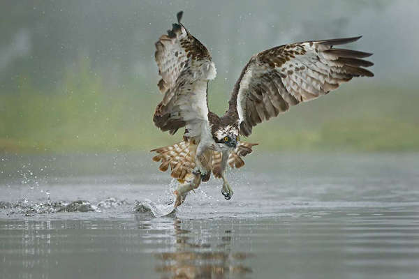 Osprey