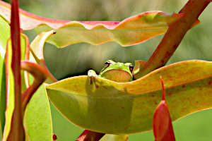 Canarian wildlife