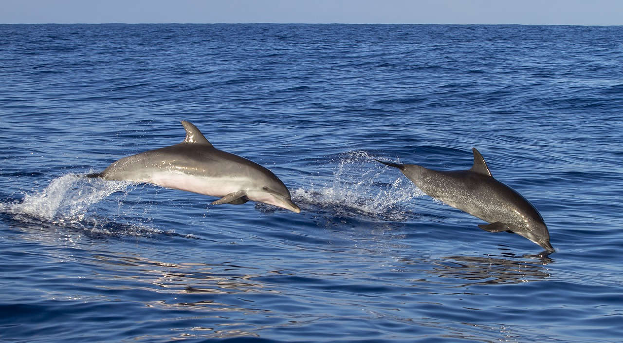 Dolphins