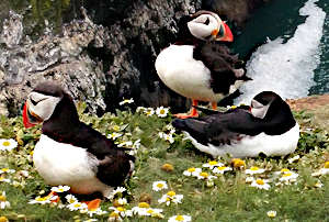 Puffins