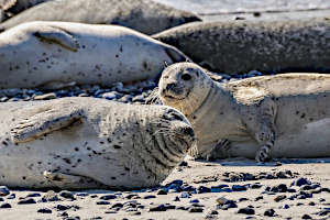 Seals