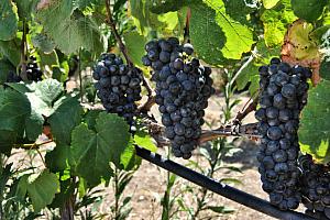 Gran Canaria wine