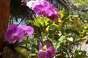 Tropical plants and flowers