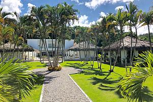 Palm trees in the garden