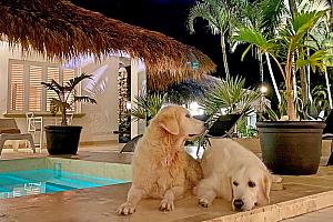 Owner's labradors