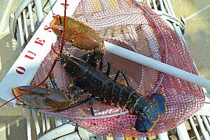 Whole lobster, Brittany restaurant