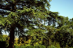 Landscaped gardens