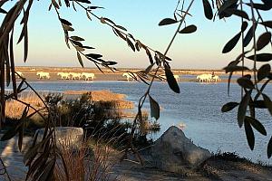 Camargue horses