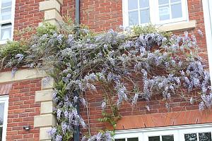 Wisteria