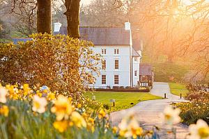 The Grove of Narberth in the spring