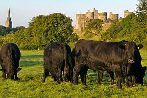 Kidwelly Castle