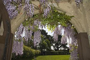 Country garden