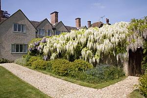 Cottage garden, Dorset hotel