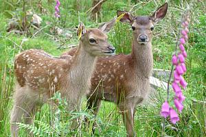 Red Deer Encounter