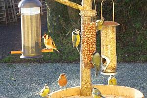 Birds