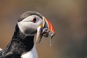 Puffin, Pembrokeshire