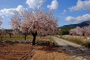 Spring blossom around Culla