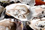 Oysters, Restaurant, Amada Carlota