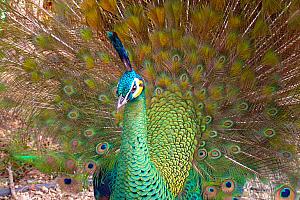 Peacock, garden