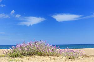 Beach and dunes