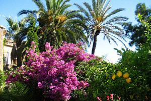 Palm trees and bougainvillea
