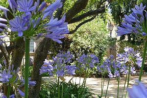 Flower-filled garden