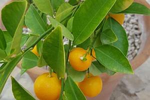 Oranges