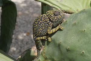 Chameleon