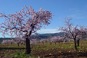 Almond trees, Sierra Espuna