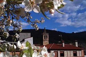 Spring blossom