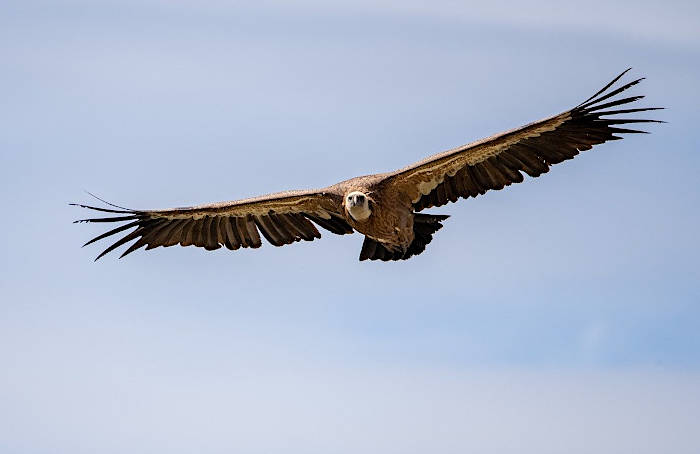 Monfrague vulture